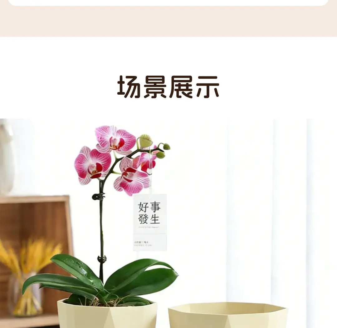Self-Watering Flower Pot, Self-Absorbing Water, Trendy New Model for Lazy People, Plastic Gallon Pot for Green Plants, Roses, Orchids, and Succulents for Balcony — feature 16