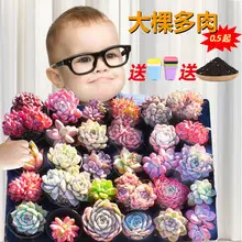 Kindergarten Thickened Plastic Gardening Shovel for Planting Vegetables, Digging Soil, and Cultivating Succulents; Home Use Soil Loosening Tool for Balcony Flower Planting — feature 15