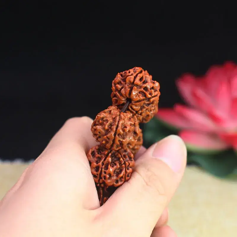 Natural Five-Petal Rudraksha Beads for Bracelet - Image 4