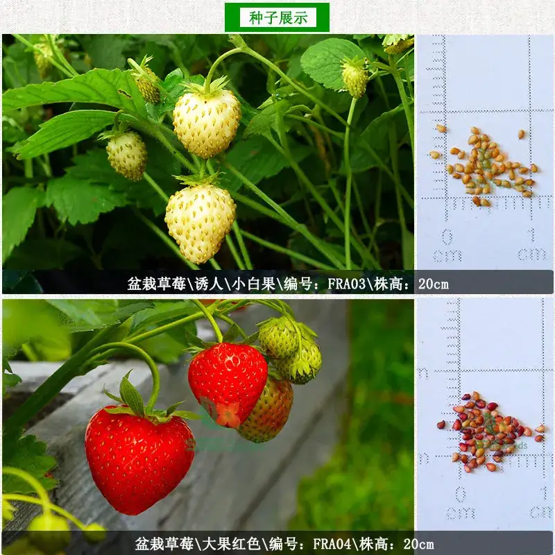 Strawberry Seeds Balcony Indoor Potted Plants Easy to Grow