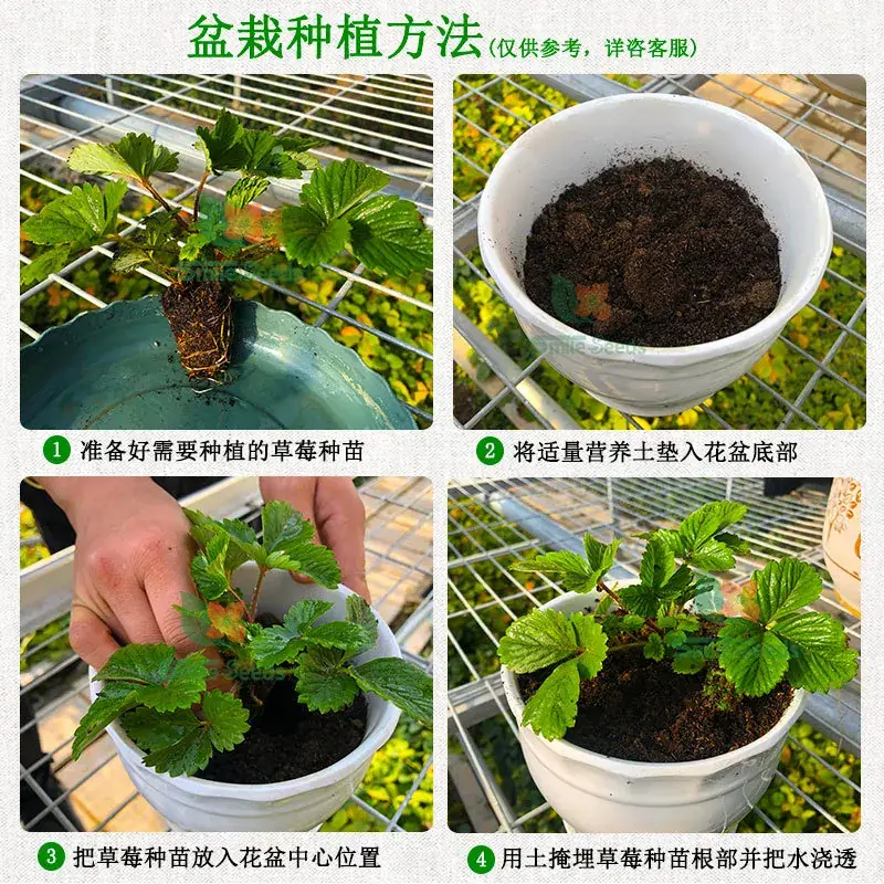 Strawberry Seeds Balcony Indoor Potted Plants Easy to Grow