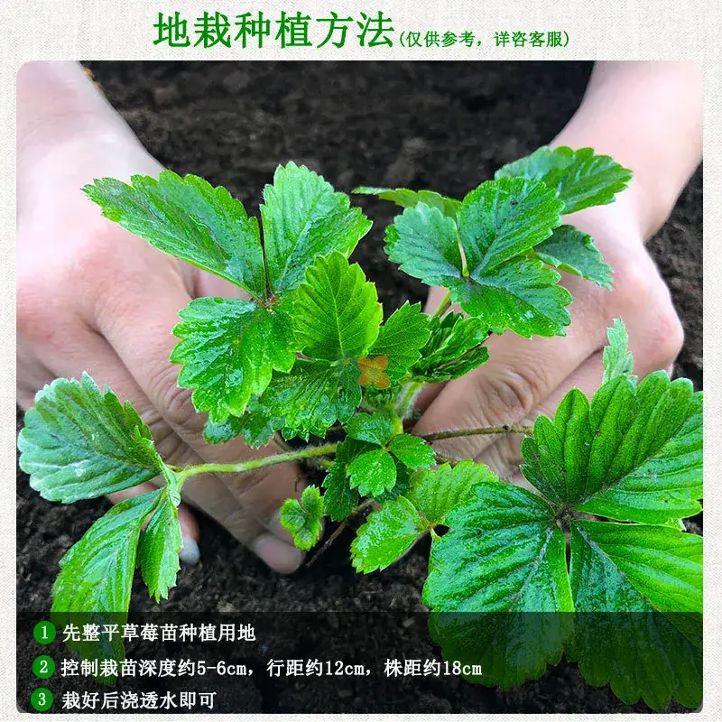 Strawberry Seeds Balcony Indoor Potted Plants Easy to Grow