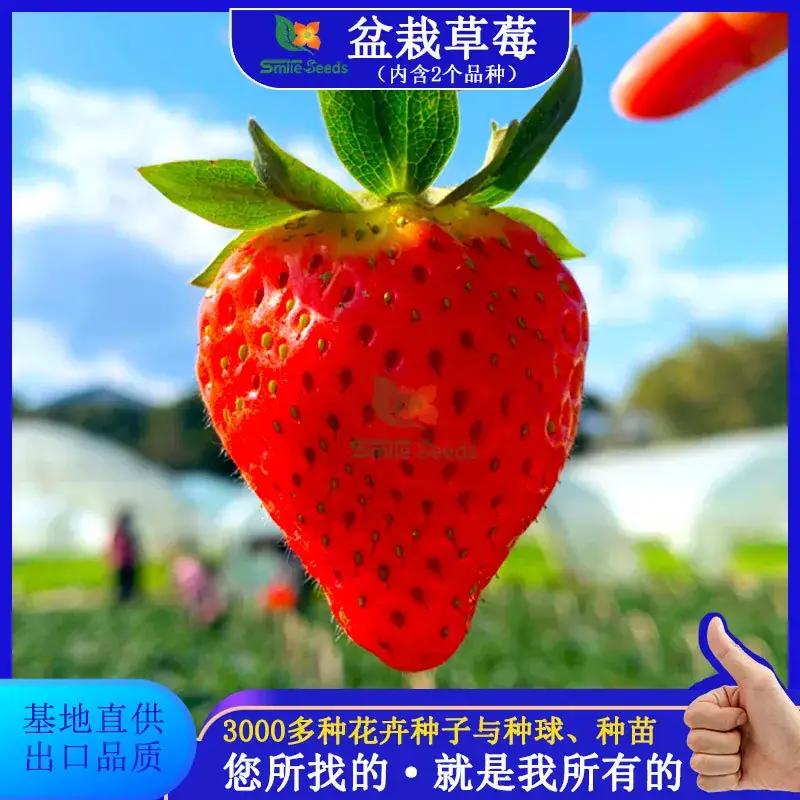 Strawberry Seeds Balcony Indoor Potted Plants Easy to Grow