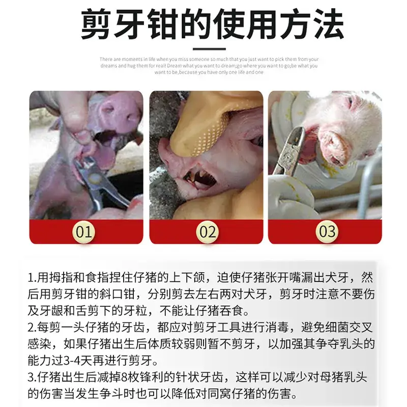 Stainless Steel Piglet Fixer 10cm Small Medium - Image 7