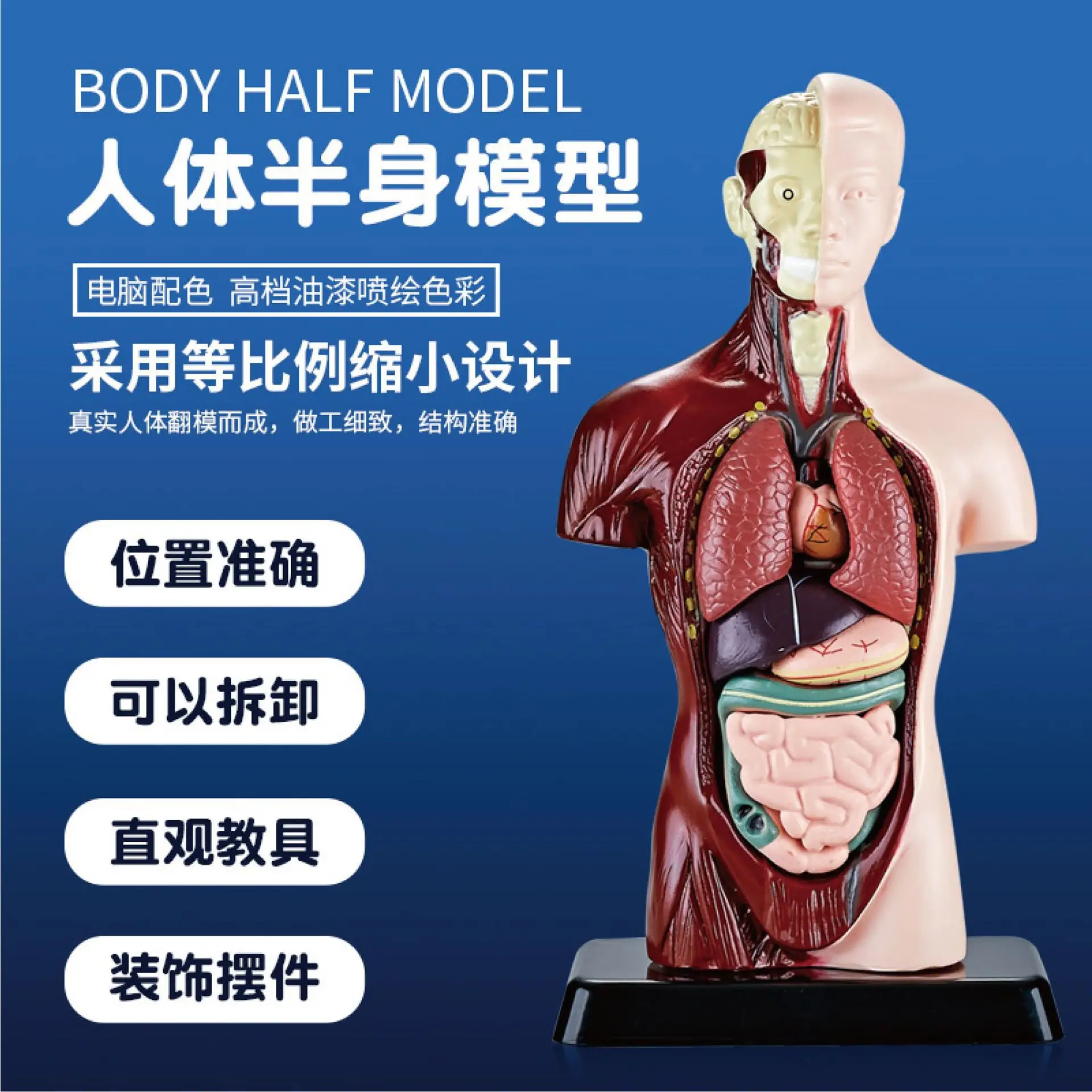 Transparent Human Blood Vessel Model for Kids Science Toy - Image 26
