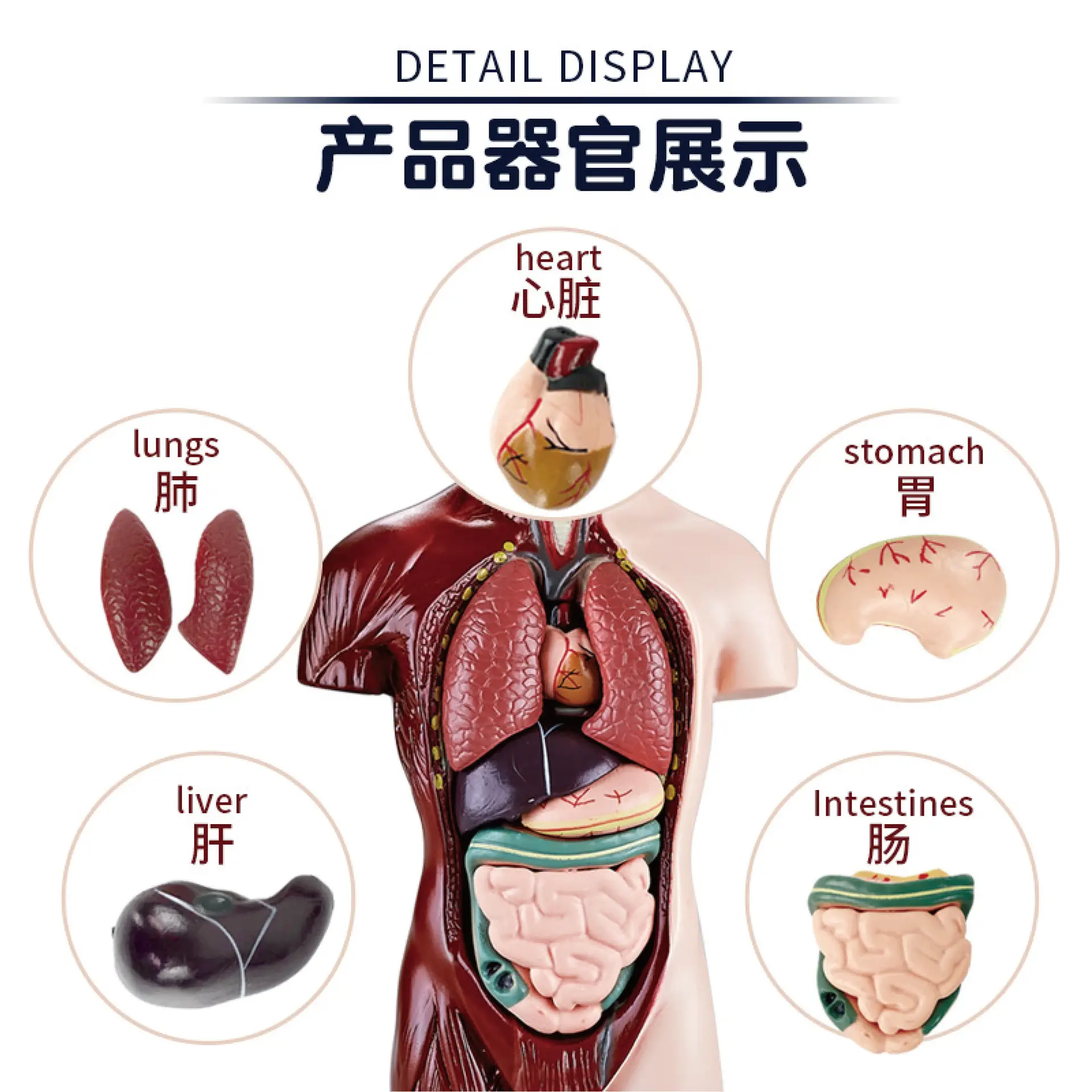 Transparent Human Blood Vessel Model for Kids Science Toy - Image 27