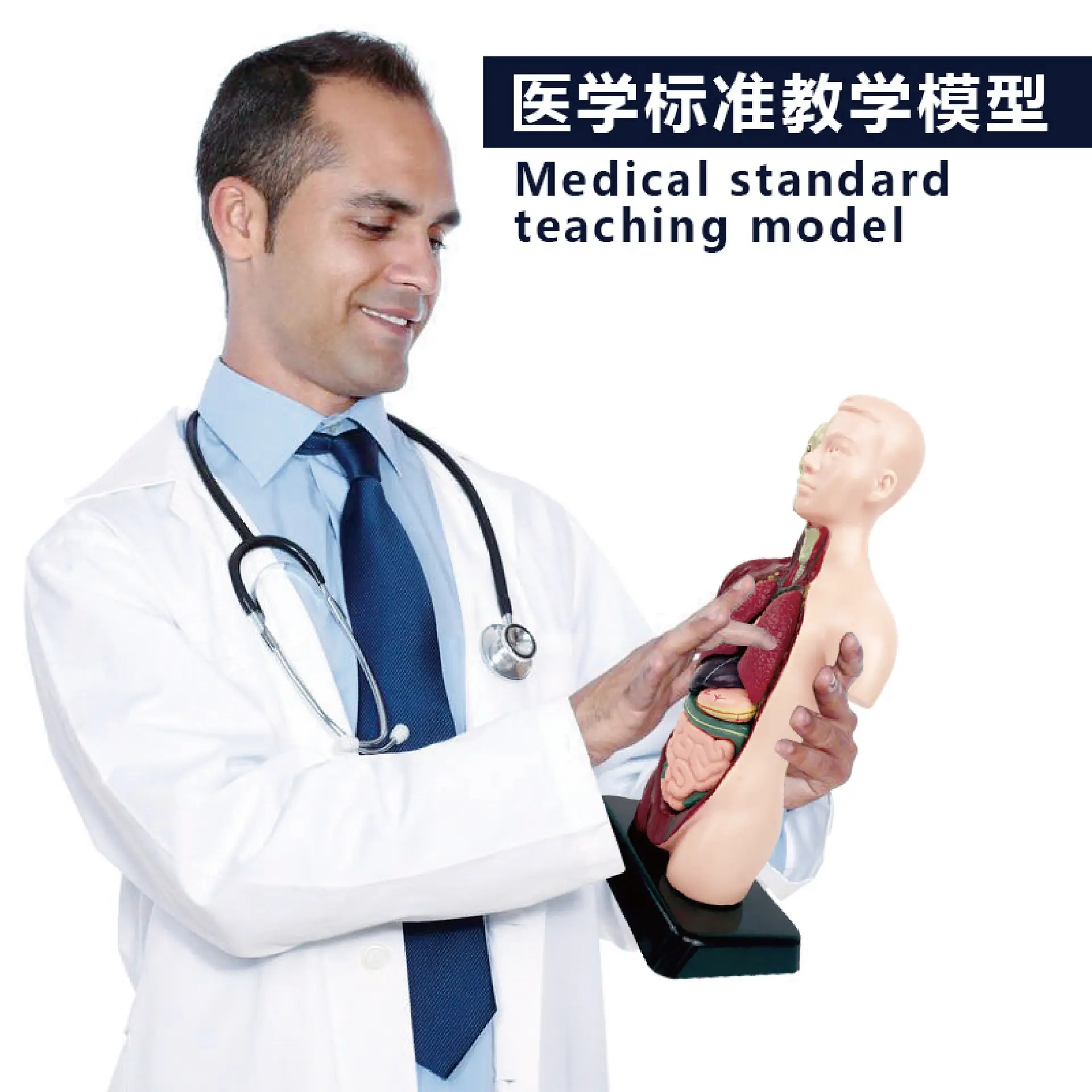 Transparent Human Blood Vessel Model for Kids Science Toy - Image 28