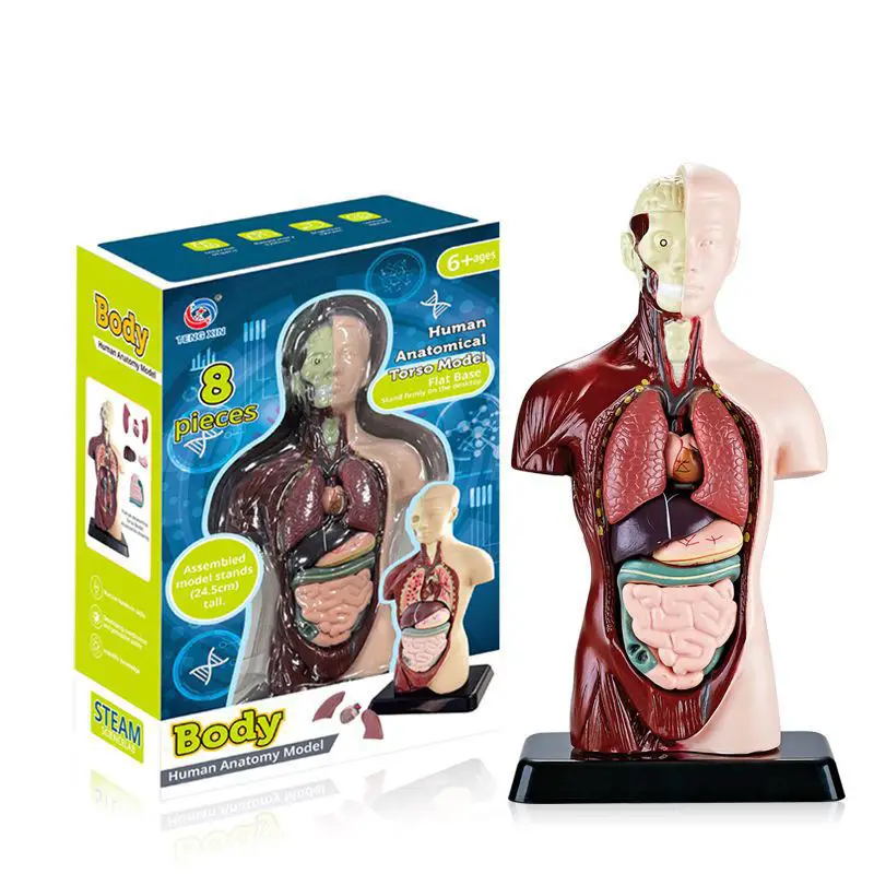 Transparent Human Blood Vessel Model for Kids Science Toy - Image 29
