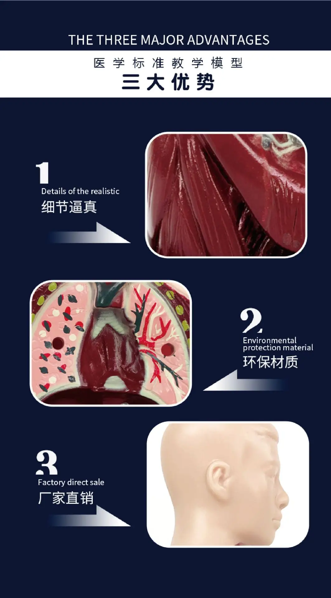 Transparent Human Blood Vessel Model for Kids Science Toy — feature 10