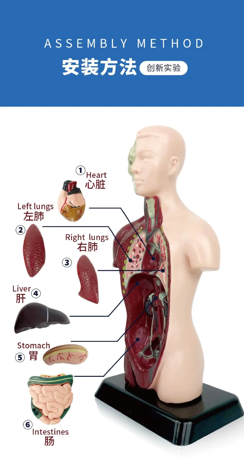 Transparent Human Blood Vessel Model for Kids Science Toy — feature 11