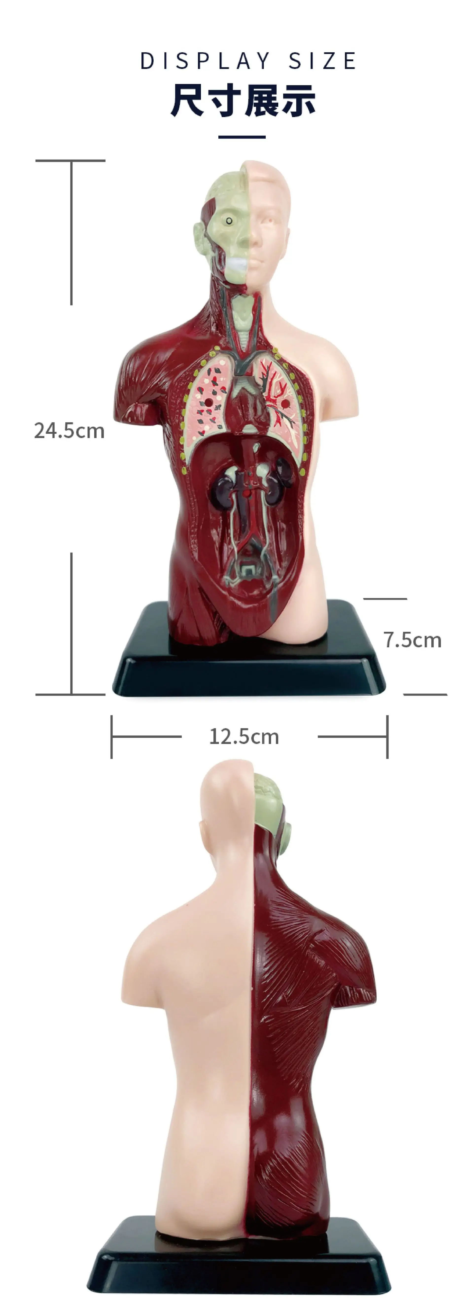 Transparent Human Blood Vessel Model for Kids Science Toy — feature 12