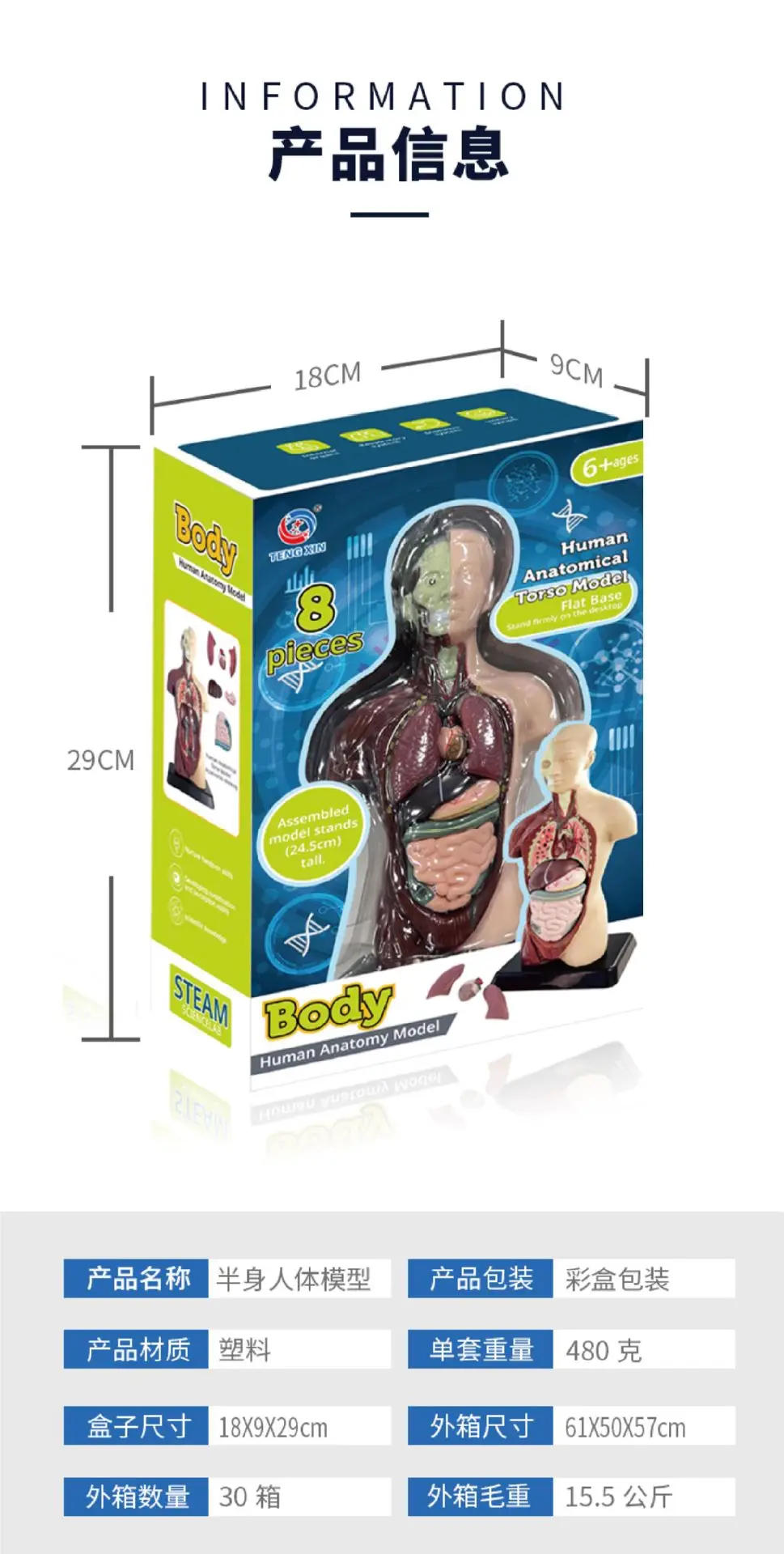Transparent Human Blood Vessel Model for Kids Science Toy — feature 13