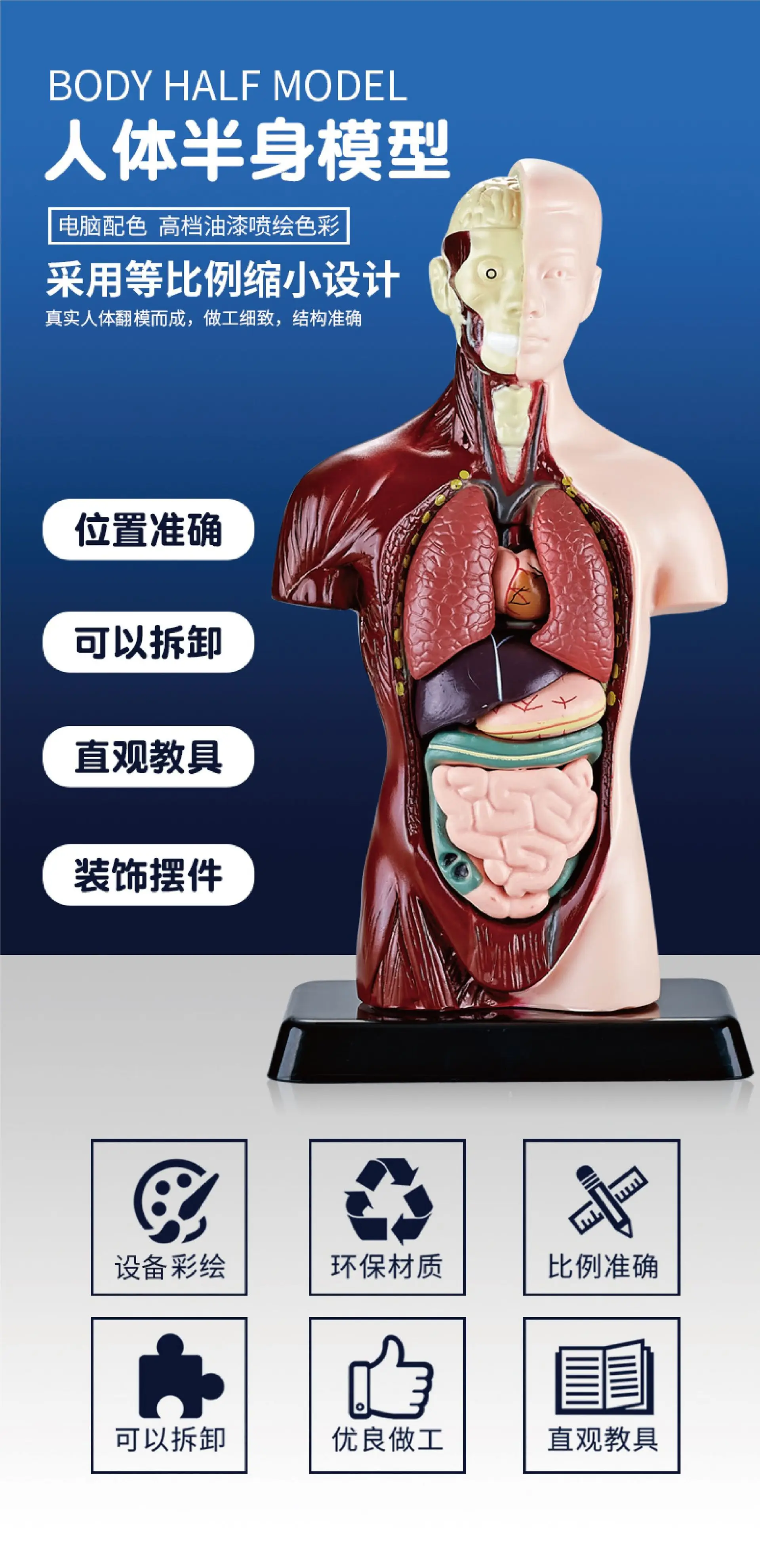 Transparent Human Blood Vessel Model for Kids Science Toy — feature 3