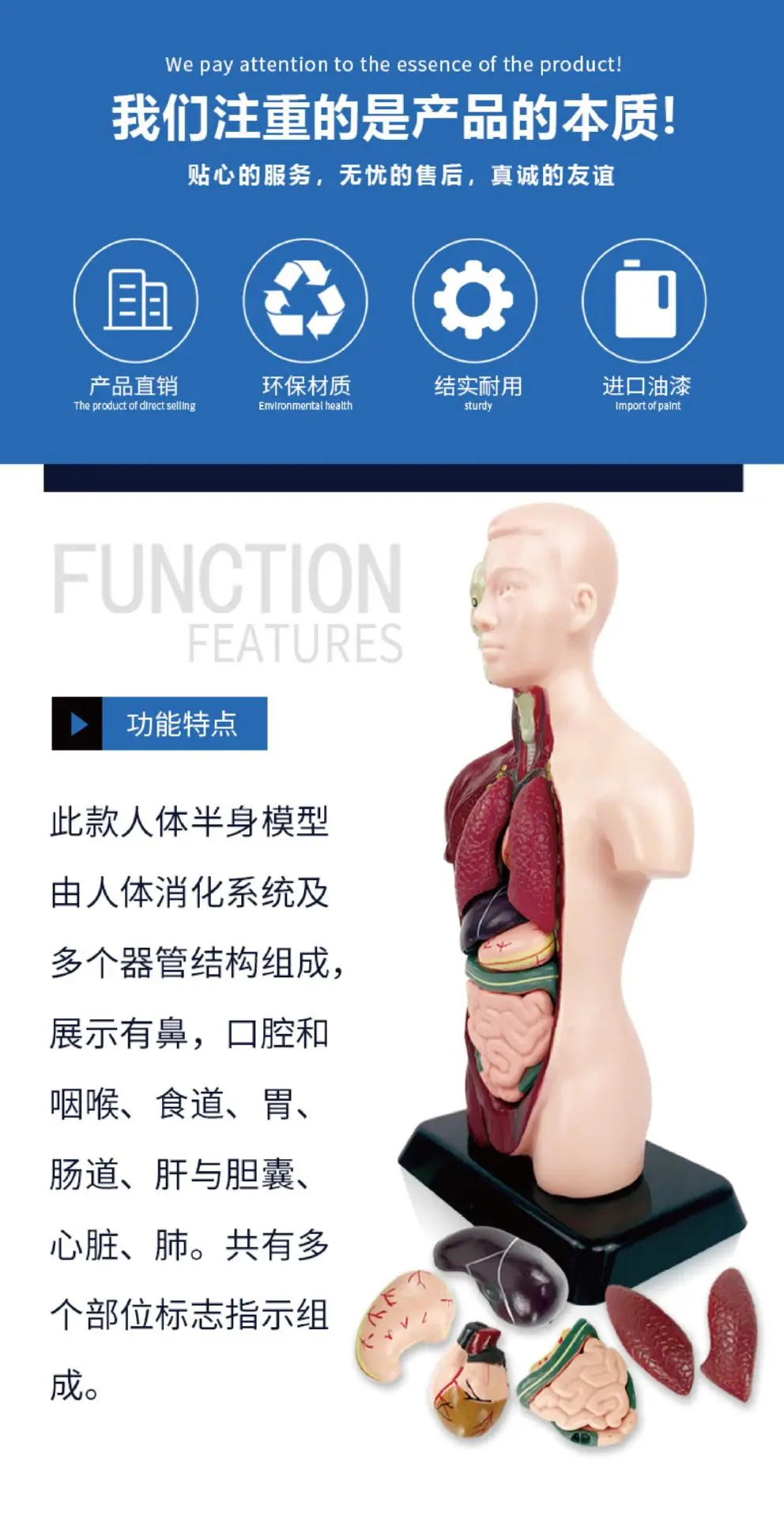 Transparent Human Blood Vessel Model for Kids Science Toy — feature 4