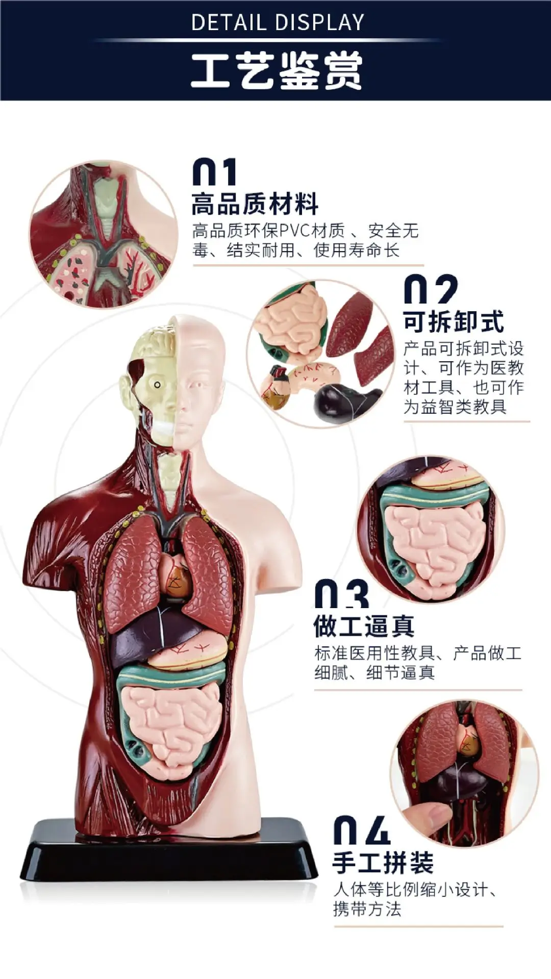 Transparent Human Blood Vessel Model for Kids Science Toy — feature 5