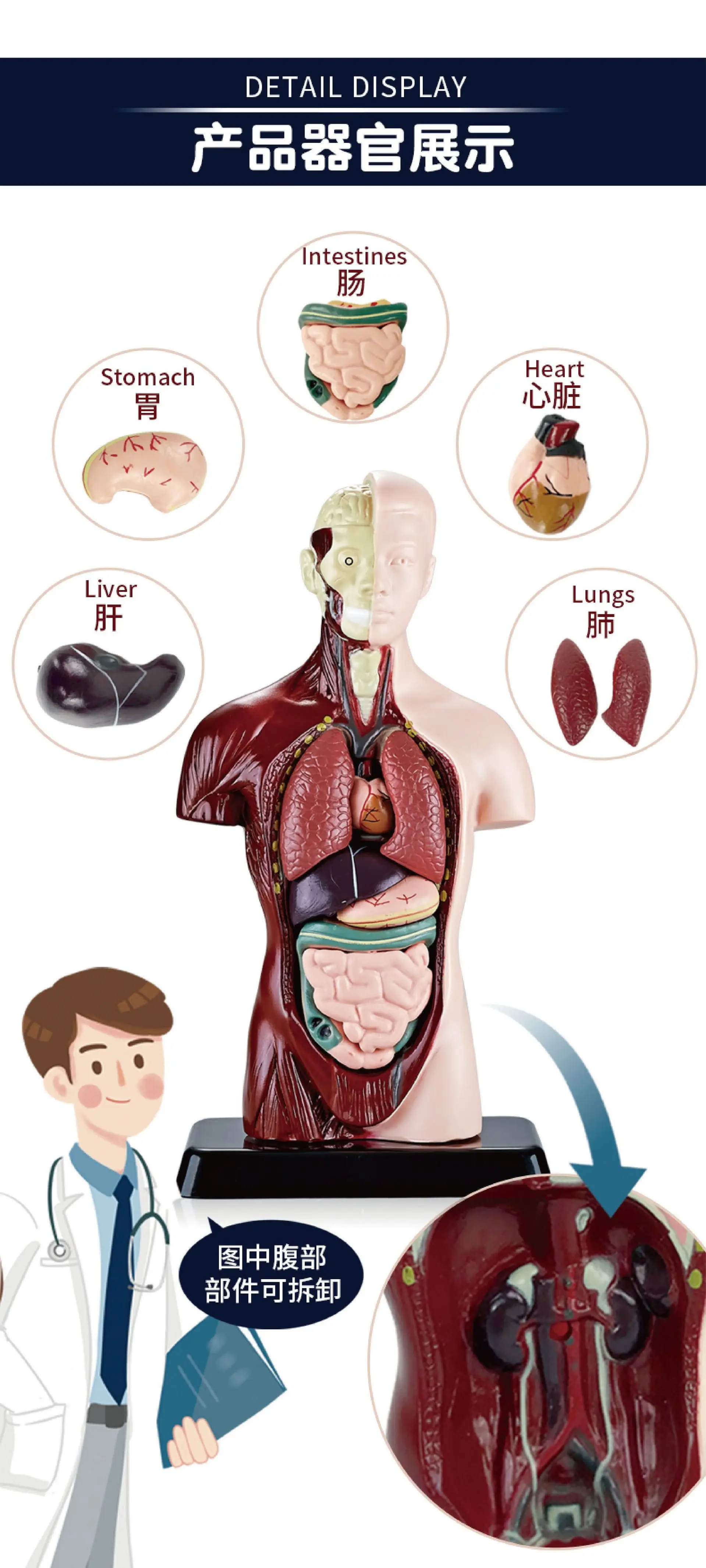 Transparent Human Blood Vessel Model for Kids Science Toy — feature 6