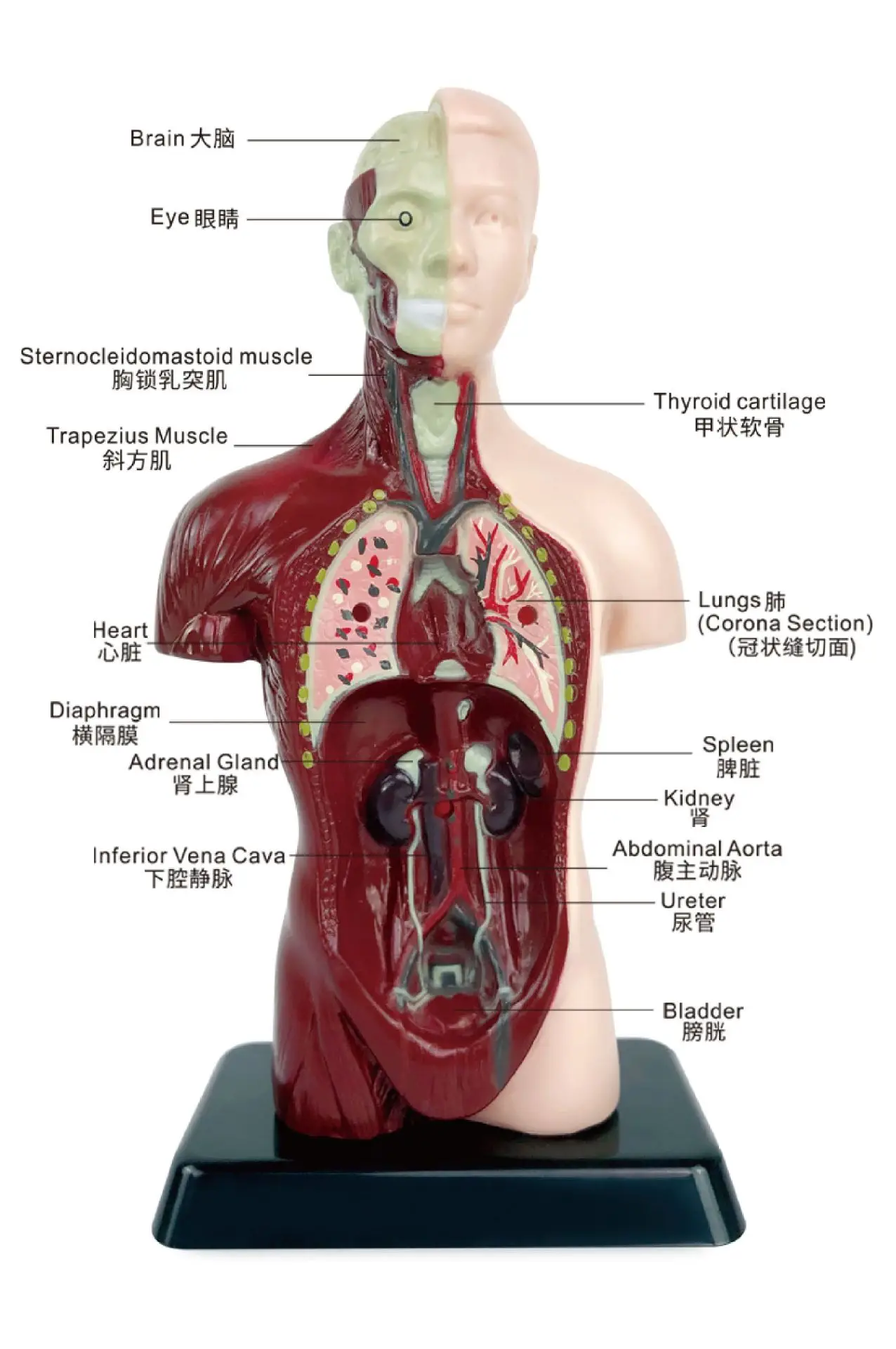 Transparent Human Blood Vessel Model for Kids Science Toy — feature 7
