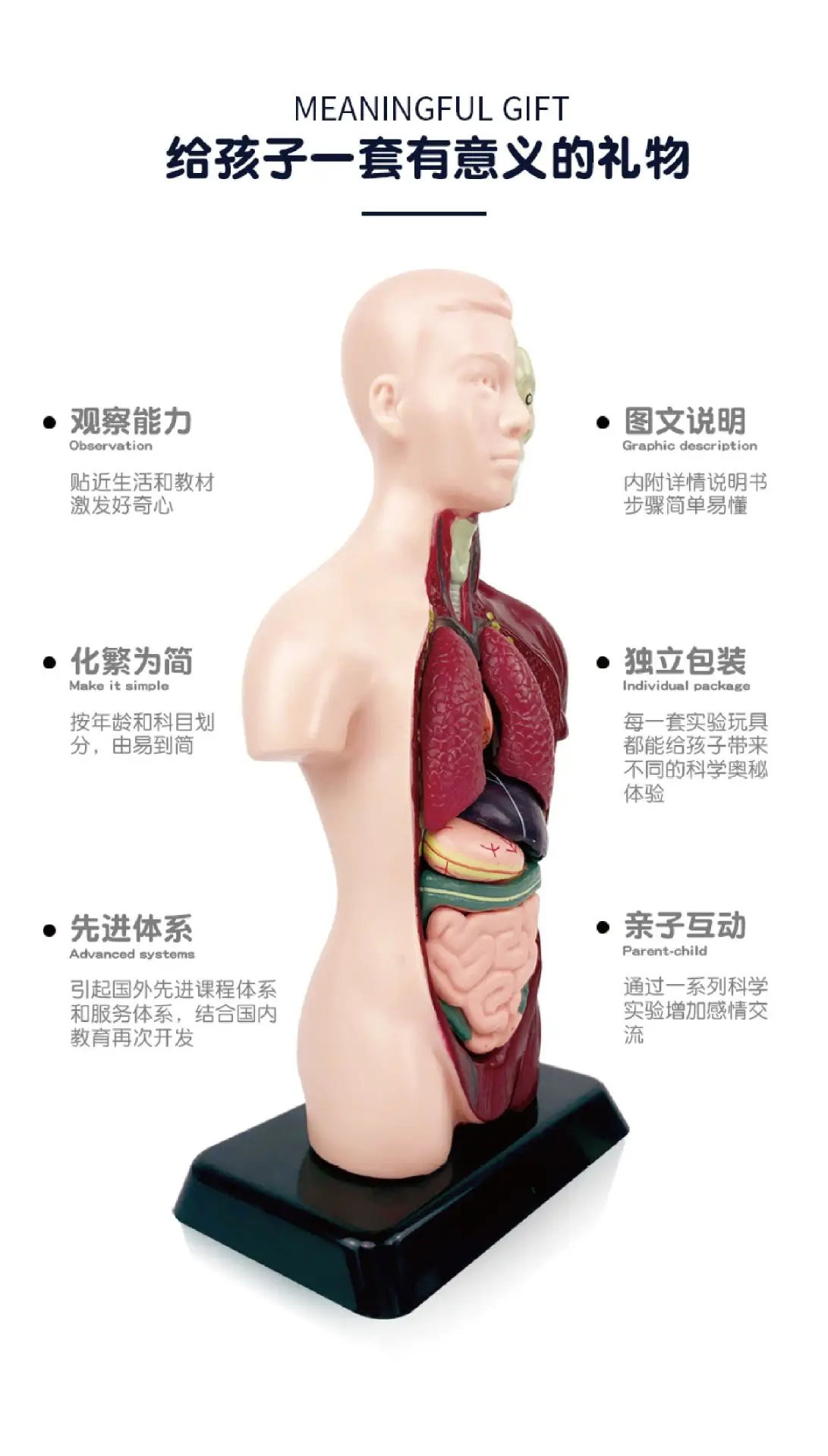 Transparent Human Blood Vessel Model for Kids Science Toy — feature 8