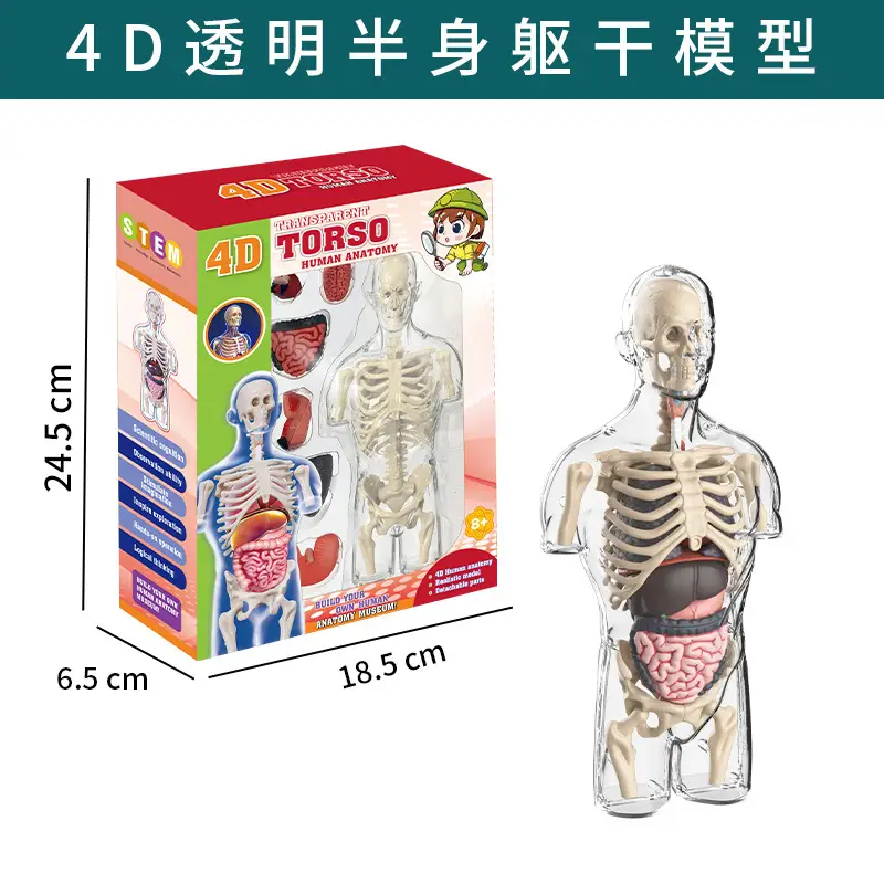 Transparent Human Blood Vessel Model for Kids Science Toy - Image 12