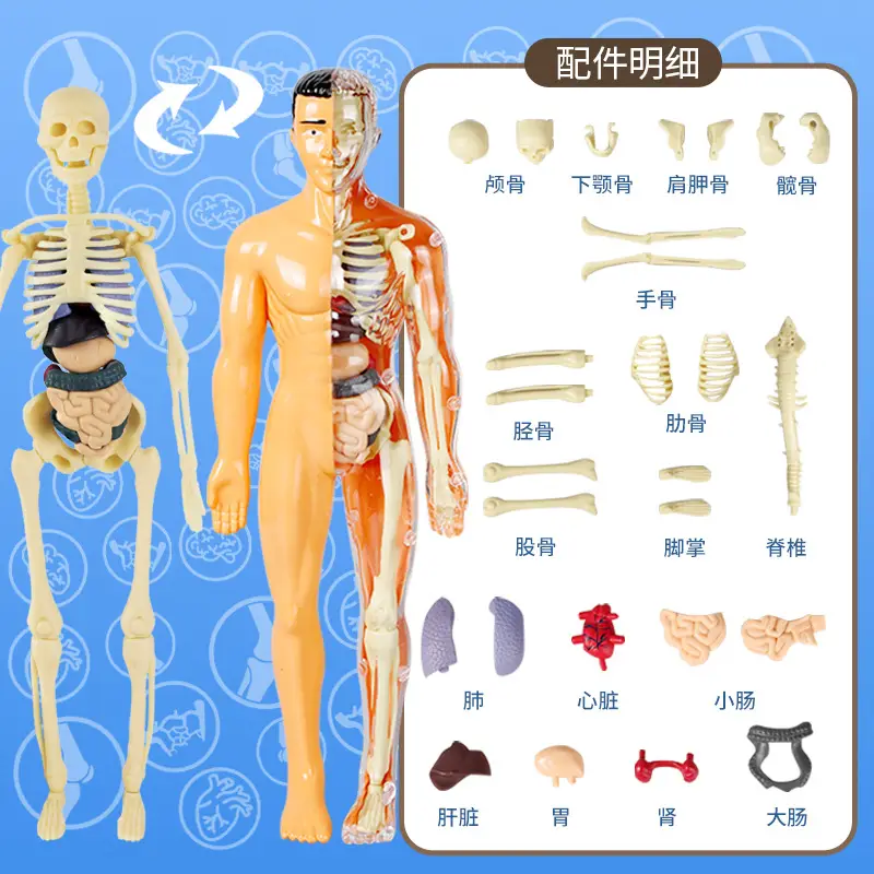 Transparent Human Blood Vessel Model for Kids Science Toy - Image 13