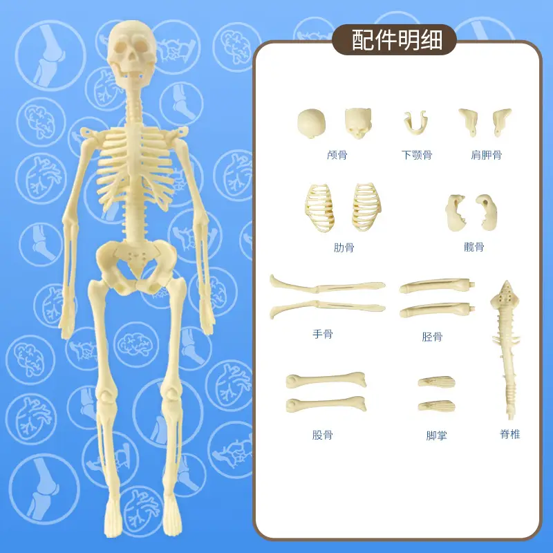Transparent Human Blood Vessel Model for Kids Science Toy - Image 15