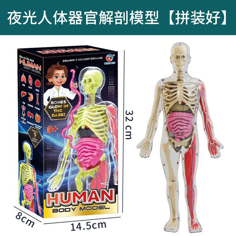 Transparent Human Blood Vessel Model for Kids Science Toy - Image 2