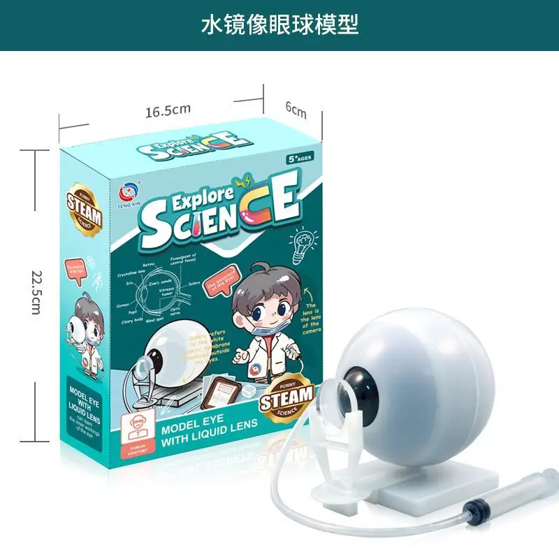 Transparent Human Blood Vessel Model for Kids Science Toy - Image 21