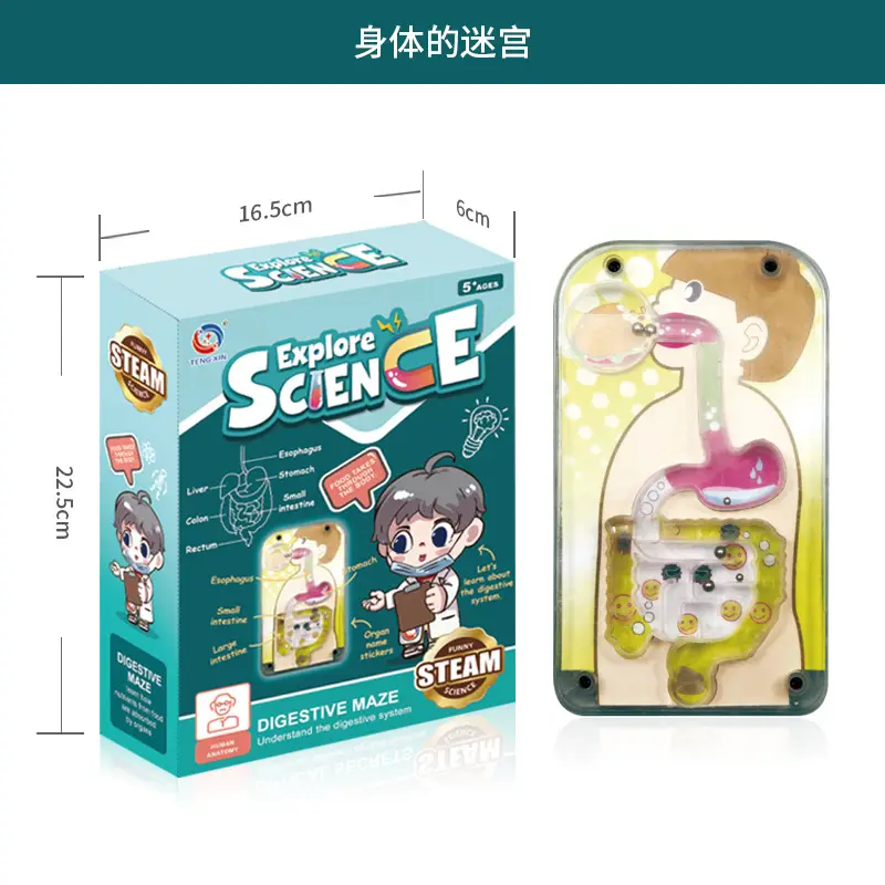 Transparent Human Blood Vessel Model for Kids Science Toy - Image 23
