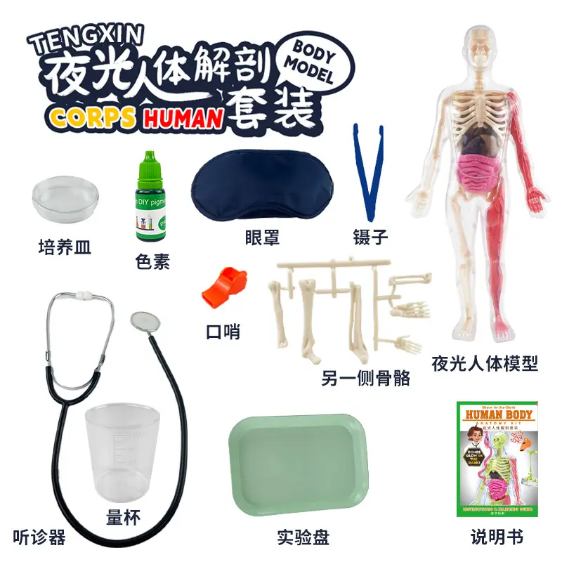Transparent Human Blood Vessel Model for Kids Science Toy - Image 5