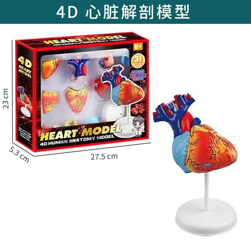 Transparent Human Blood Vessel Model for Kids Science Toy - Image 9