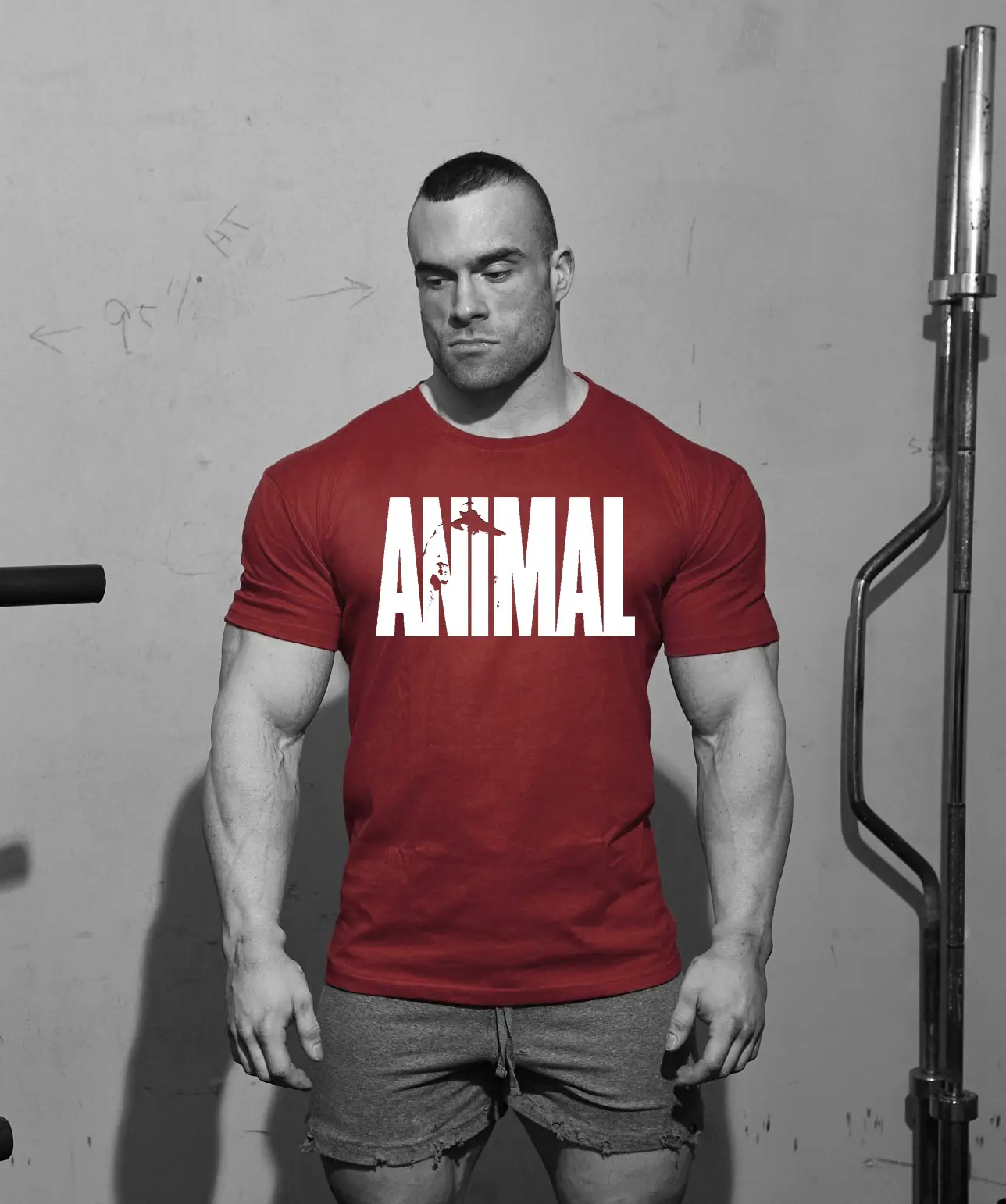 animalrediconictee