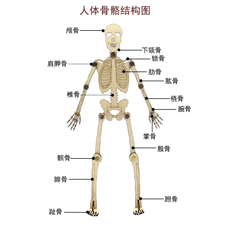 Human Skeleton Assembly Model with Joints and Movability - Image 3
