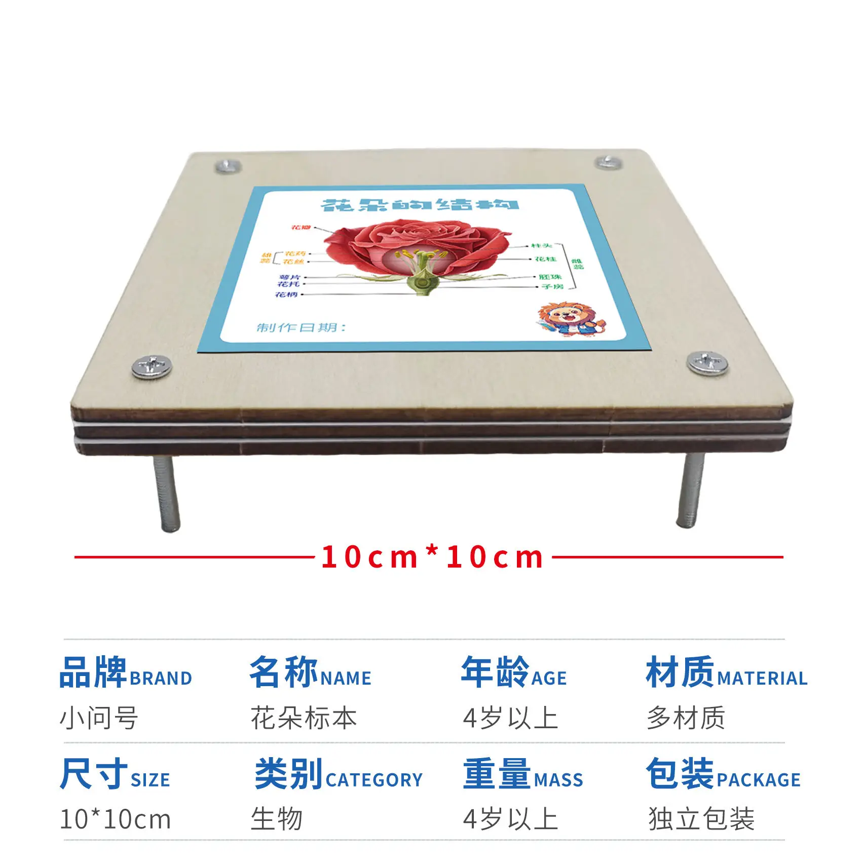 Kids Science Flower Stems Table Model STEM Learning Tool