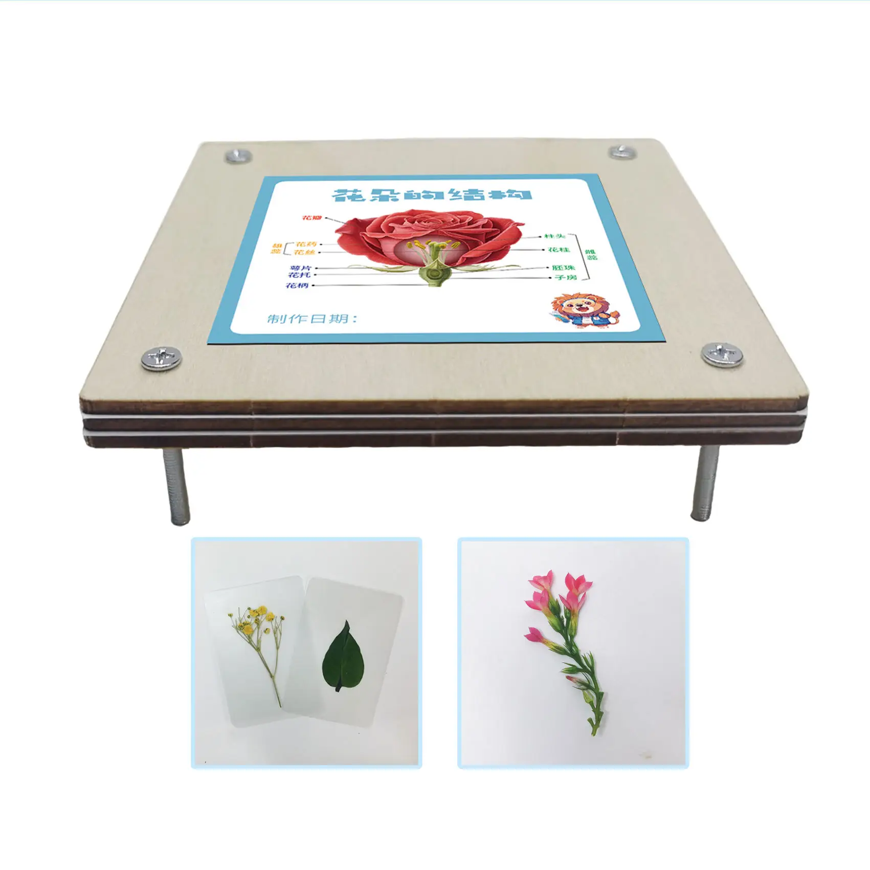 Kids Science Flower Stems Table Model STEM Learning Tool