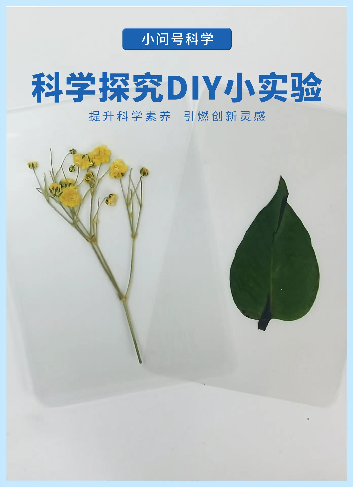 花朵标本详情页2025.7_03.jpg