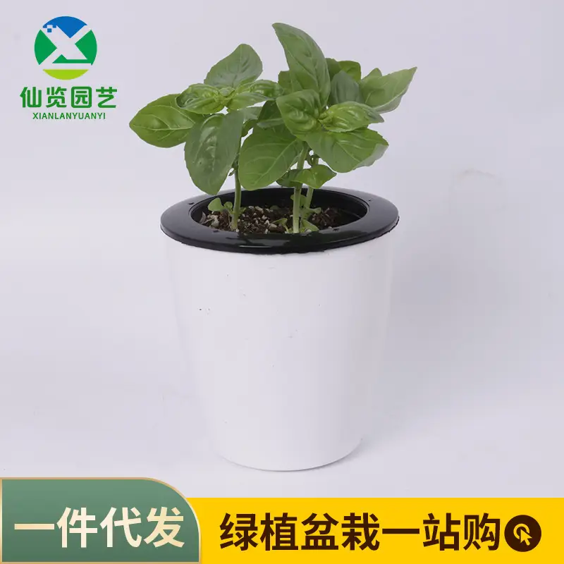 Sweet Basil Potted Plant Edible Nine-Story Pagoda Sweet Basil Mosquito Repellent Vanilla Incense Lazy Pot Vanilla Collection