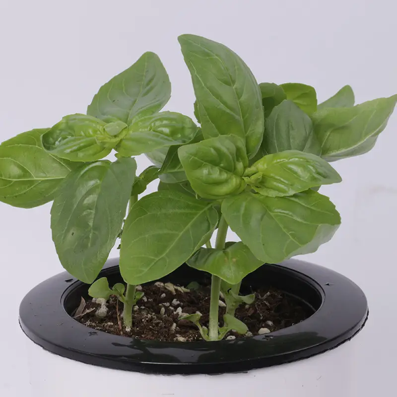 Sweet Basil Potted Plant Edible Nine-Story Pagoda Sweet Basil Mosquito Repellent Vanilla Incense Lazy Pot Vanilla Collection