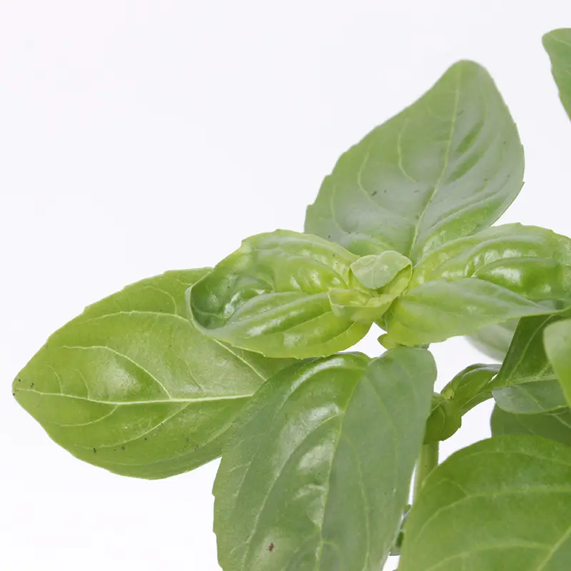 Sweet Basil Potted Plant Edible Nine-Story Pagoda Sweet Basil Mosquito Repellent Vanilla Incense Lazy Pot Vanilla Collection