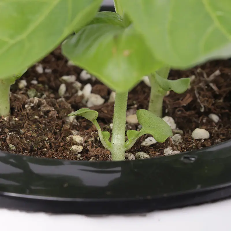 Sweet Basil Potted Plant Edible Nine-Story Pagoda Sweet Basil Mosquito Repellent Vanilla Incense Lazy Pot Vanilla Collection