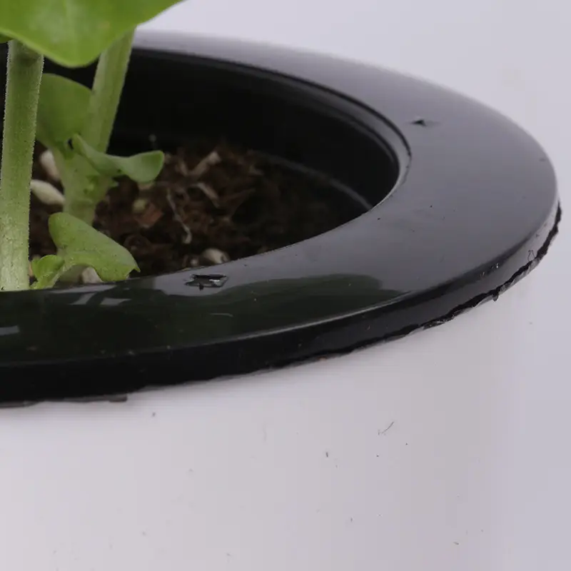 Sweet Basil Potted Plant Edible Nine-Story Pagoda Sweet Basil Mosquito Repellent Vanilla Incense Lazy Pot Vanilla Collection