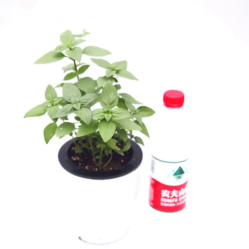 Sweet Basil Potted Plant Edible Nine-Story Pagoda Sweet Basil Mosquito Repellent Vanilla Incense Lazy Pot Vanilla Collection