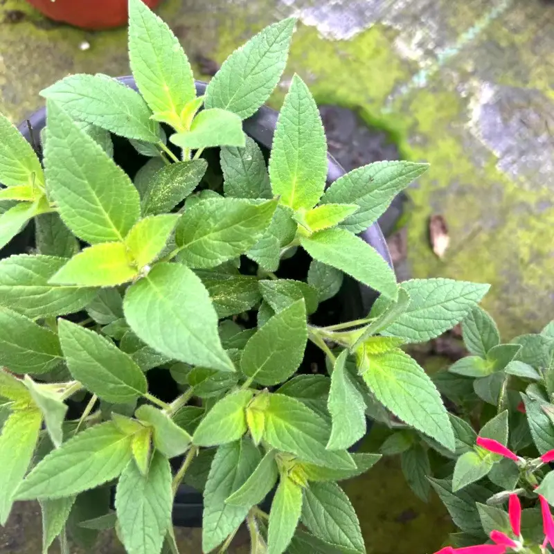 Sweet Basil Potted Plant Edible Nine-Story Pagoda Sweet Basil Mosquito Repellent Vanilla Incense Lazy Pot Vanilla Collection