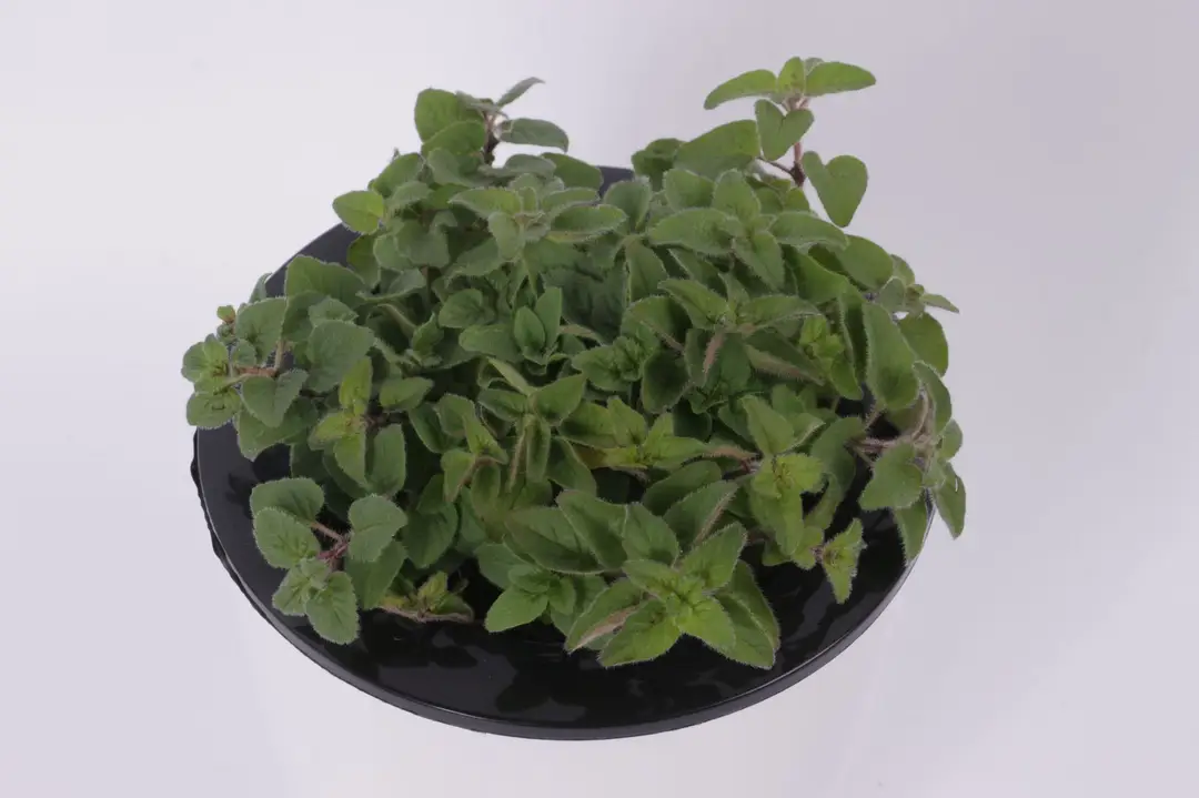Sweet Basil Potted Plant Edible Nine-Story Pagoda Sweet Basil Mosquito Repellent Vanilla Incense Lazy Pot Vanilla Collection