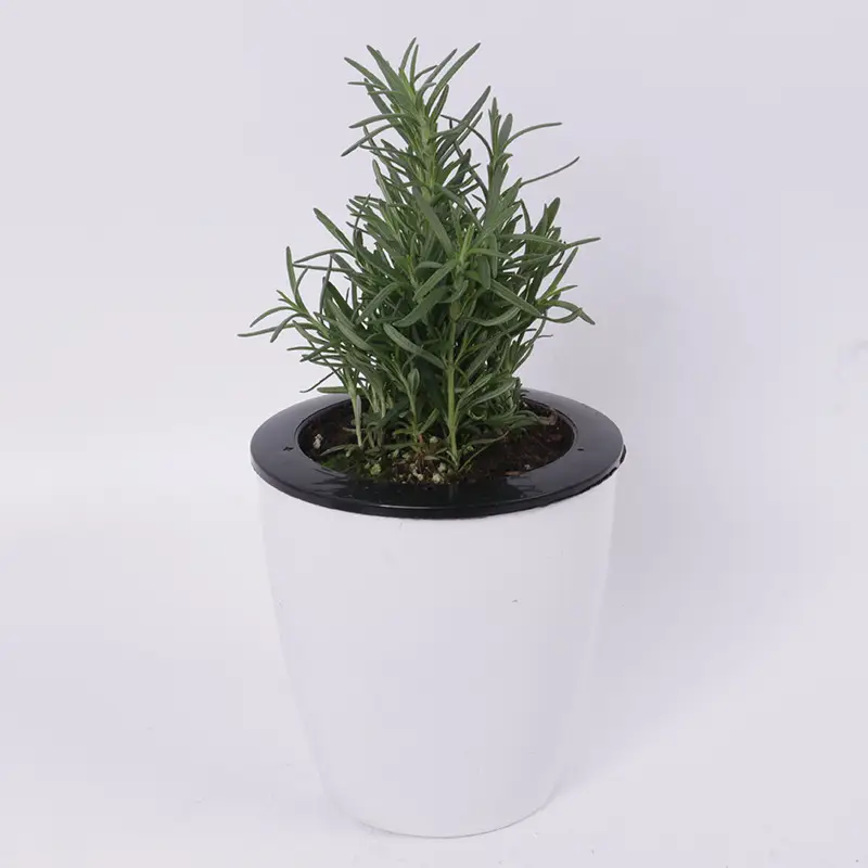 Sweet Basil Potted Plant Edible Nine-Story Pagoda Sweet Basil Mosquito Repellent Vanilla Incense Lazy Pot Vanilla Collection