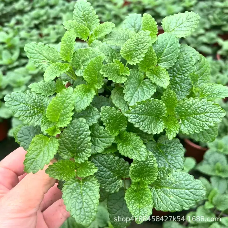 Sweet Basil Potted Plant Edible Nine-Story Pagoda Sweet Basil Mosquito Repellent Vanilla Incense Lazy Pot Vanilla Collection