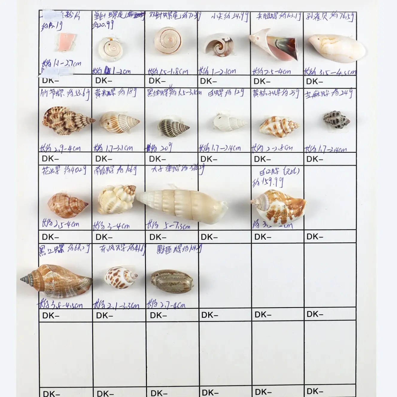Mixed Shell Conch Decor for Aquarium & DIY Home - Image 6