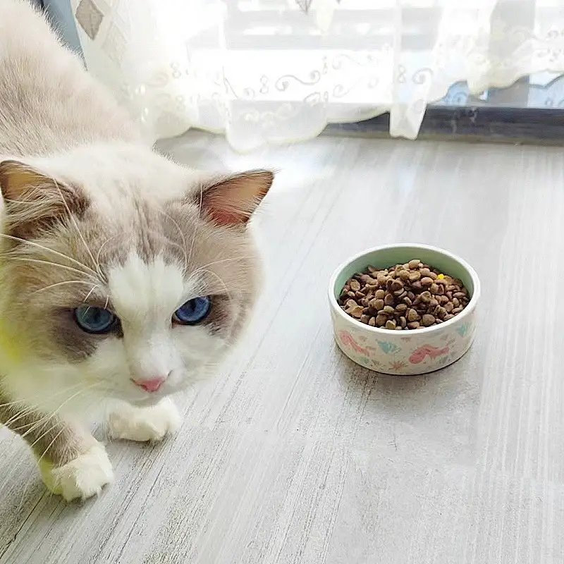Pet Supplies Ceramic Bowl Unicorn Cat Bowl Water and Food Feeder Easy to Clean Anti-Spill Wholesale Dog Bowl in Stock - Image 11