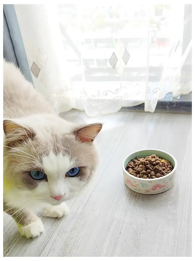 Pet Supplies Ceramic Bowl Unicorn Cat Bowl Water and Food Feeder Easy to Clean Anti-Spill Wholesale Dog Bowl in Stock — feature 10