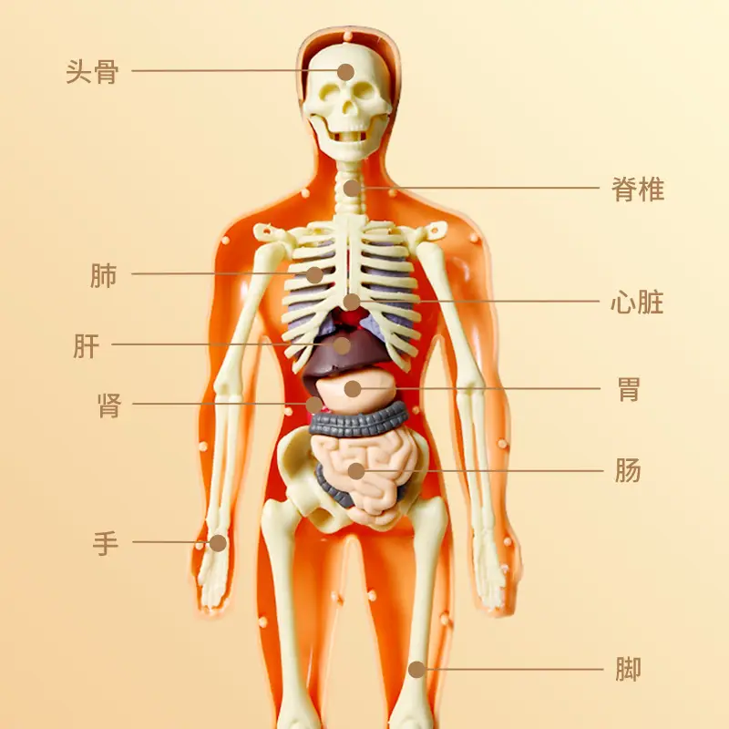 4D Brain Anatomy Model for Kids Educational Toy - Image 26