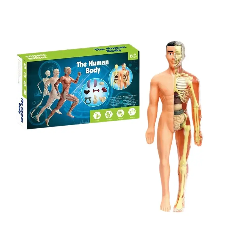 4D Brain Anatomy Model for Kids Educational Toy - Image 28